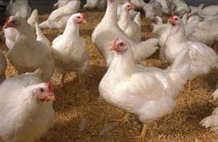 L'agriculture familiale: comment nourrir les poulets de chair