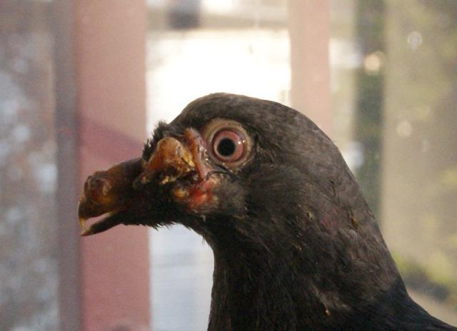 symptômes de la maladie du pigeon