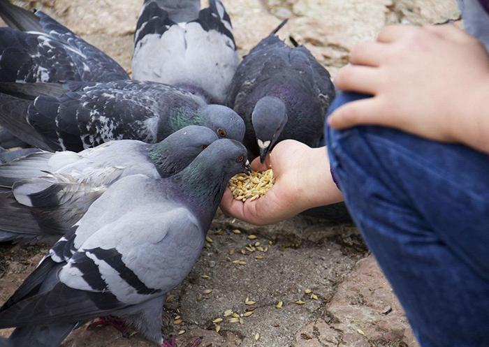 la prévention de la maladie du pigeon