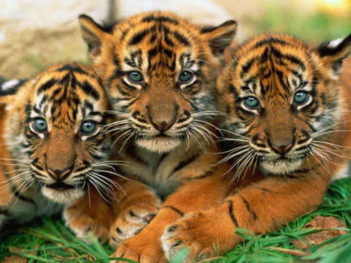 Mystères sur les tigres: nous étudions le monde animal