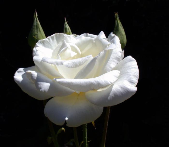 Thé-hybride rose Pascal