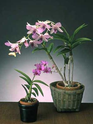 Dendrobium: attention. Que faire quand l'orchidée fleurit?
