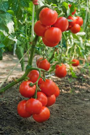 Comment faire pousser des tomates en pleine terre: planter et soigner