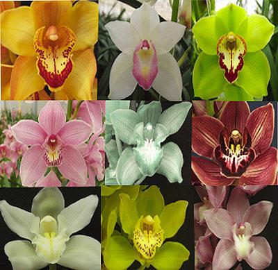 Orchidées cymbidium à la maison