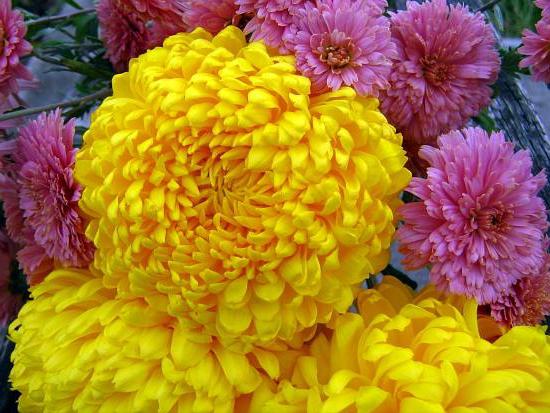 A propos de chrysanthèmes-fleurs et prendre soin d'eux