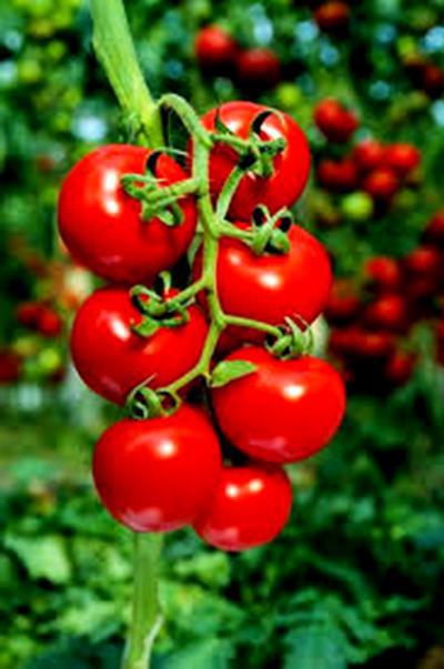 Tomate Général: à quoi ressemble la description de la variété?