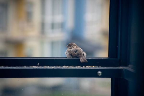 Un oiseau a volé au balcon. Un signe qui doit être interprété correctement