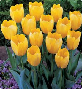 La signification des tulipes jaunes et à qui elles sont données