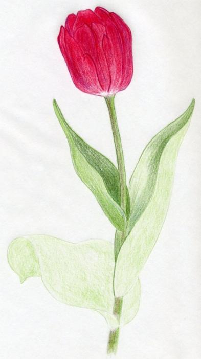 Comment dessiner une tulipe en cinq minutes?