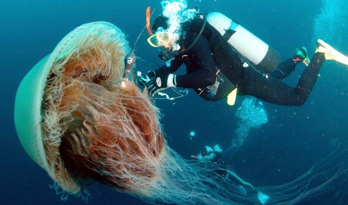 Le cyanure de l'Arctique est la plus grande méduse au monde