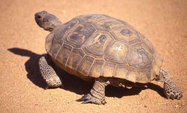 Faits intéressants sur les tortues. Capacités uniques des tortues
