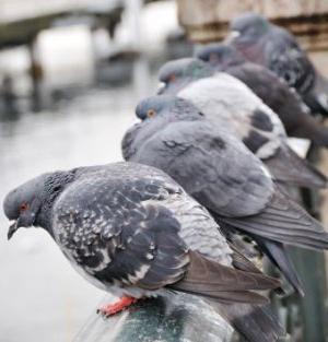 Comment se débarrasser des pigeons sur le balcon: conseils