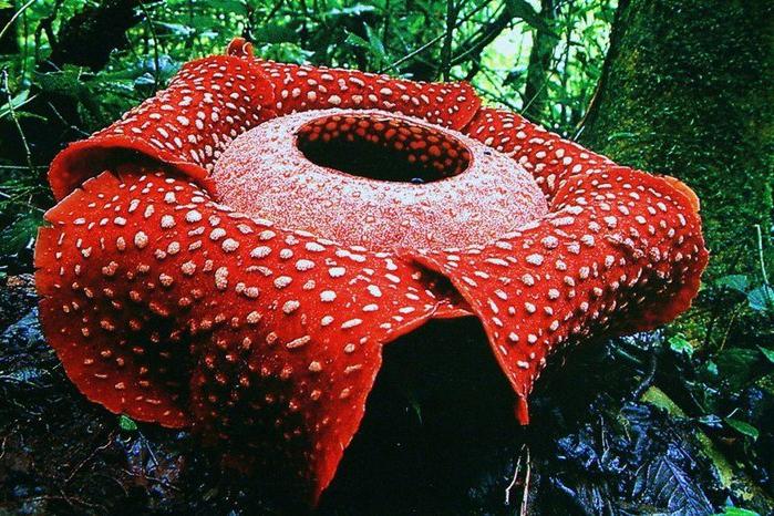 Rafflesia Arnoldi et Amorfofallus Titanium - les plus grandes fleurs du monde