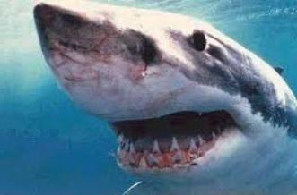 combien de dents de requin