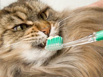 Combien de dents a un chat, comment les nettoyer?