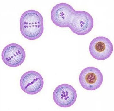 À la suite de la mitose, de nouvelles cellules se forment: les caractéristiques et la signification du processus