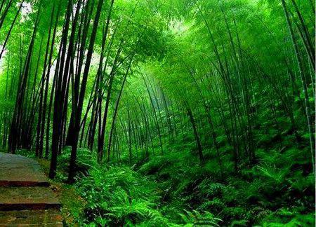 Creux de bambou noir, Chine: description, histoire et légende